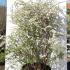 Spiraea Arguta - Bridal Wreath 80-100 cm buy online UK.