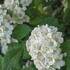 Spiraea betulifolia Tor compact shrub with white flowers and birch like leaves