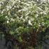 Spiraea cinerea Grefsheim 1.25-1.5 m buy online UK.