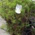 Spiraea cinerea Grefsheim 1-1.25 m buy online UK.
