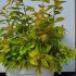 Spiraea Japonica Double Play Big Bang 20-30 cm buy online UK.