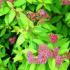 Pink flowering Spiraea Golden Flame to buy online, London UK