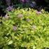 Spiraea Japonica Golden Flame for sale online UK