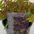 Spiraea Japonica Goldflame 10 cm buy online UK.