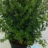 Spiraea Nipponica Snowmound 60-80 cm buy online UK.
