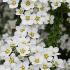 Spiraea Nipponica Snowmound also known as Nippon Snowmound, white flowering shrubs to buy with UK delivery.