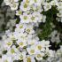 Spiraea Nipponica Snowmound also known as Nippon Snowmound, white flowering shrubs to buy with UK delivery.