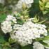 Spiraea Betulifolia Tor Birchleaf Spiraea, a low-growing deciduous shrub with fragrant white flowers in late spring
