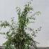 Spiraea Vanhouttei 80-100 cm buy online UK.