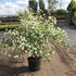 svgf 1.25-1.5 m buy online UK.