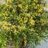 Spiraea Vanhouttei Gold Fountain 1-1.25 m buy online UK.