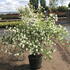 svh 1.25-1.5 m buy online UK.