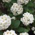 Spiraea Vanhouttei Bridal Wreath shrub buy UK