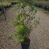 spb 1-1.25 m buy online UK.