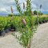 Spirea Billardii 80-100 cm buy online UK.