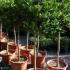 Holly Topiary Tree, Ilex Nellie Stevens, Topiary Nursery