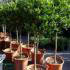 Holly Topiary Tree, Ilex Nellie Stevens, Topiary Nursery