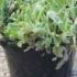 Stachys Byzantina Silver Carpet 10-20 cm buy online UK.