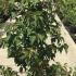 Stachyurus Praecox Spiketail 1.5-1.75 m buy online UK.
