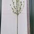 Standard Pear Tree Variety Williams Bon Chretien 3.5-4 m buy online UK.