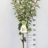 Standard Pear Tree Variety Williams Bon Chretien 1.2-1.5 m buy online UK.