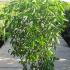 Staphylea Colchica Ivory Flowered Bladdernut 1-1.25 m buy online UK.
