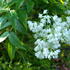 Staphylea Colchica Ivory Flowered Bladdernut, scented shrub with great Autumn colour, buy online UK