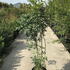 stpi 1-1.25 m buy online UK.