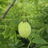 Staphylea pinnata or Common Bladder Nut