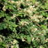 Stephanandra Incisa Crispa Lace. Low Growing Ground Cover plants to buy online with UK delivery.