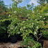 stewar 1.5-1.75 m buy online UK.