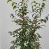 stewar 1.5-1.75 m buy online UK.