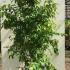 Stewartia Pseudocamellia 1.75-2 m buy online UK.