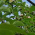 Stewartia Pseudocamellia shrubs 