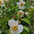 Year-round beauty with peeling bark and summer flowers