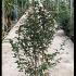 stewar 1.25-1.5 m buy online UK.