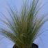 Stipa Tenuissima Feather Grass 25-30 cm buy online UK.
