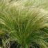 Stipa Tenuissima, Grasses for Sale online UK