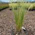 Stipa Tenuissima Feather Grass 30-40 cm buy online UK.