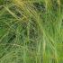 Stipa Tenuisimma is also known as Feather Grass, part of our large collection of ornamental grasses for sale online with UK delivery