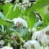 Styrax Japonicus Fragrant Fountain is also known as Snowbell shrub, very fragrant variety with beautiful white flowers, for sale online UK delivery