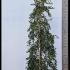 Styrax Japonicus Fragrant Fountain 2-2.5 m buy online UK.