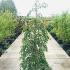 sjf 1.75-2 m buy online UK.