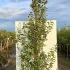 Styrax Japonicus June Snow 2.6-3 m buy online UK.