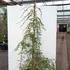sjrp 1.75-2 m buy online UK.