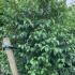 Styrax Japonicus Snow Cone 2-2.5 m buy online UK.