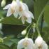 Styrax Japonicus Snow Cone bears masses of lightly scented bell shaped flowers, commonly known as Snowbell shrub, buy online UK delivery.