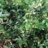Sarcocca Ruscifolia - Christmas box plants for sale UK