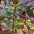 Sycoparrotia Semidecidua Purple Haze, or Purple Haze Ironwood, is a unique shrub with purple-tinted foliage, pinkish-red flowers in early spring, and striking fall color.