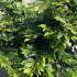 Sycoparrotia Semidecidua Purple Haze Ironwood 1-1.25 m buy online UK.